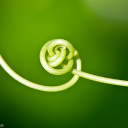 Blumenbild (19 von 60)