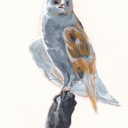 Schleiereule in Acryl (10,5 × 14,8 cm)