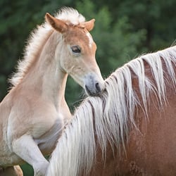 Tierfotografie StephanieBaer  0003