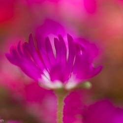 Blumenbild (50 von 60)