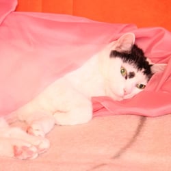 Bastet in ROSA 07