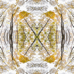 Giant Trees XV – Kaleidoskop 1
