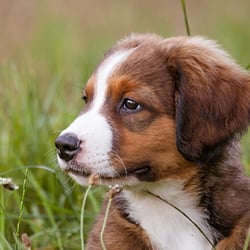 Hundefotografie