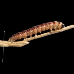 Cossus cossus
