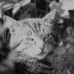 Cats 2014 Foto Übungen