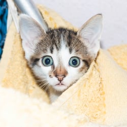 Kitten in the shelter – Heidenheim