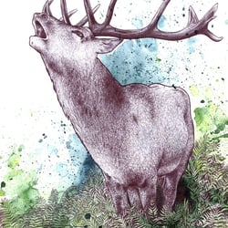 Hirsch