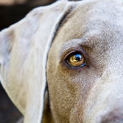 Weimaraner