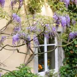 Garten 2