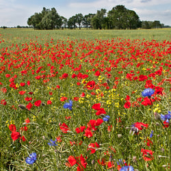 Mohn 2