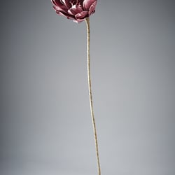Blume