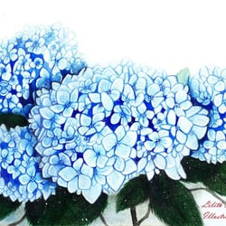 Hortensie