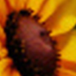 Sonnengelber Gruß von der Bundesgartenschau