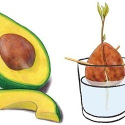 Avocado
