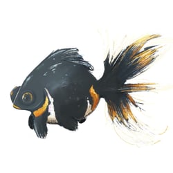 Goldfish, drawn in Procreate