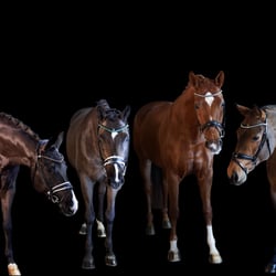 Pferdeportrait- Gruppe