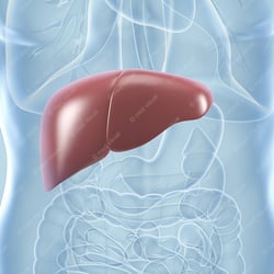 Leber – anatomische Illustration