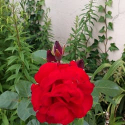 Natur 2012 Blumen