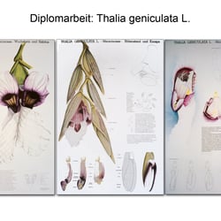 Diplomarbeit zu Thalia geniculata L.  (Format 70 × 100 cm)