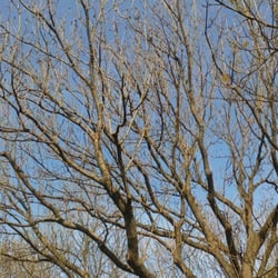 Tree No 08