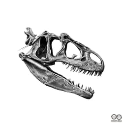 Allosaurus