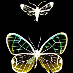 Schmetterling und Falter