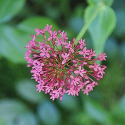 Blüte