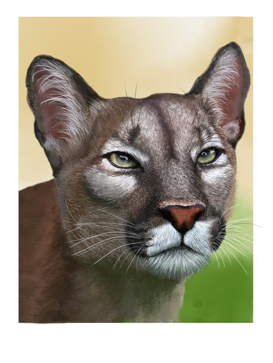 Digitales – Painting – Puma Portrait
