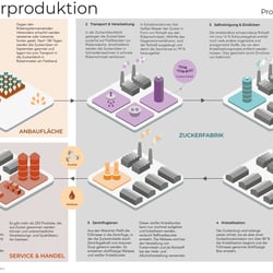 Informationsgrafik Zuckerherstellung aus Zuckerrüben