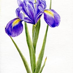 Iris – Aquarell