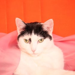 Bastet the Cat 2012 Teil 03