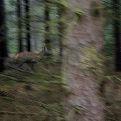 Battue – Treibjagd Forstrevier Gross Wismar