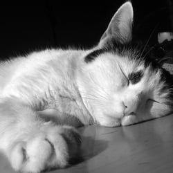 Bastet in Black and White 04