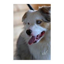 Boarder Collie
