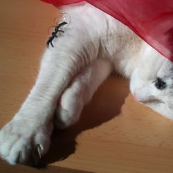 Bastet Experience in RED