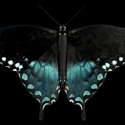 Black Butterfly (Preview, WIP)