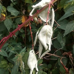Nature 2012