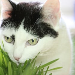 Bastet the Cat 2012 Teil 04