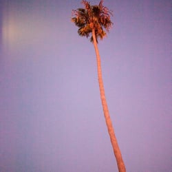 Mexican Palm