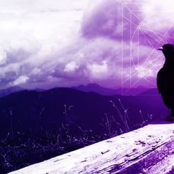 raven