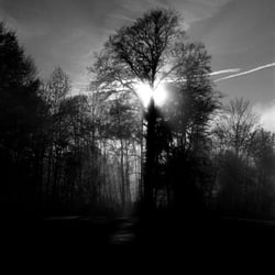 Strahlender Baum
