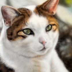 Airbrush – Katzenportrait – Auftragsarbeit
