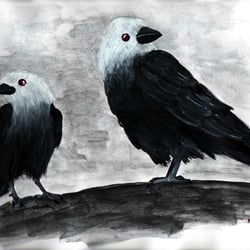 Nebelkrähen