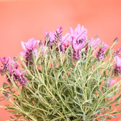 Natur 2012 Blumen
