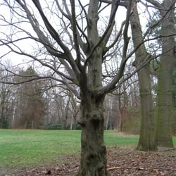 Treegirl Original unbearbeitet