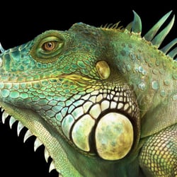 IGUANA -Aquarell