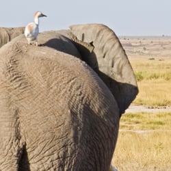 amboseli np14