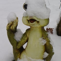 Frosch im Winter