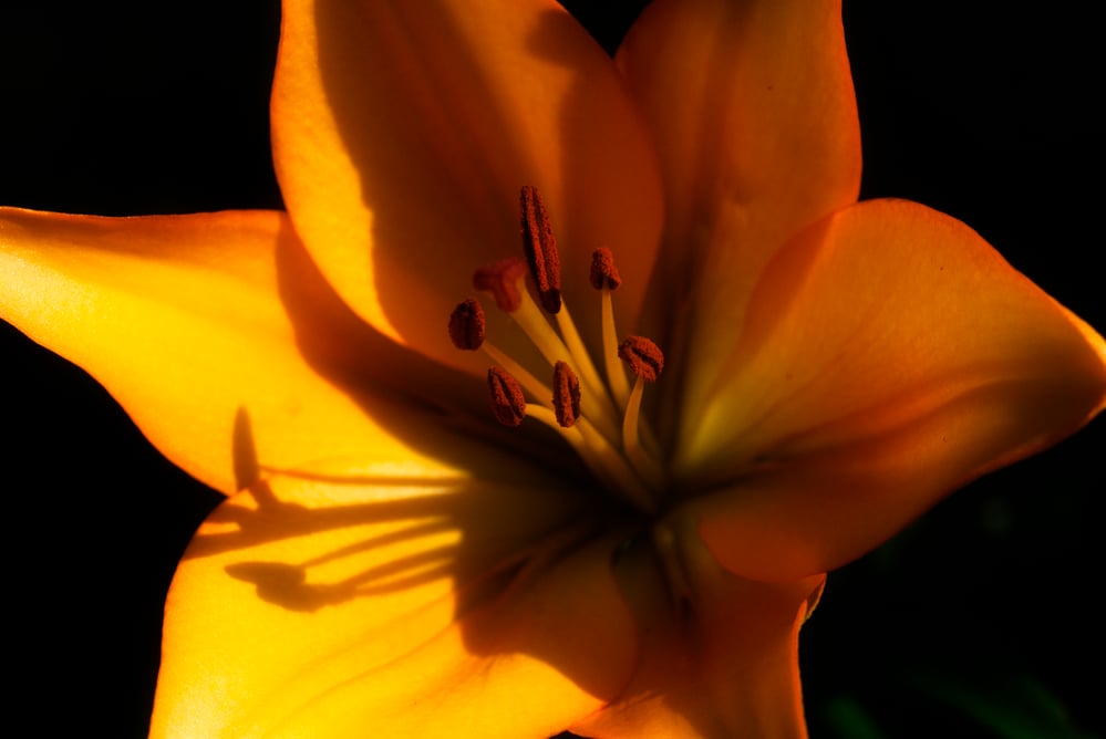 Blume I