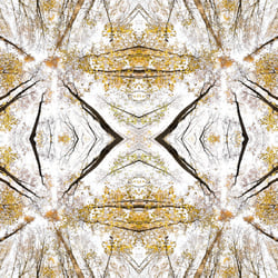 Giant Trees XI – Kaleidoskop
